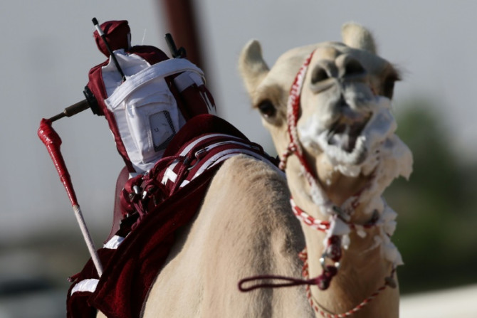 A camel with a robot attached to its back competes in a Qatar racing event in Al-Shahaniya, east of Doha