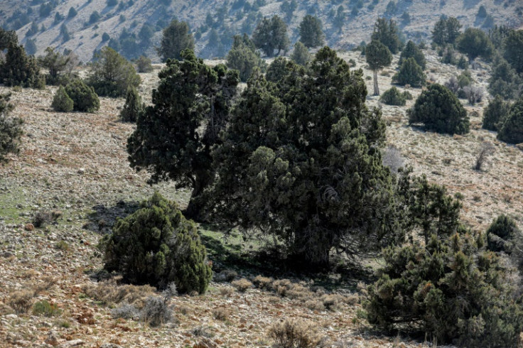 Forests cover 13 percent of Lebanon's territory, according to official data