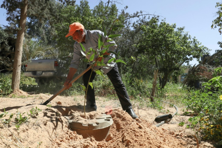 Khalifa Ramadan, the leader of the "Friends of the Tree" group who work to raise awareness about green areas around Tripoli, plants a tree at his farm in Tajura