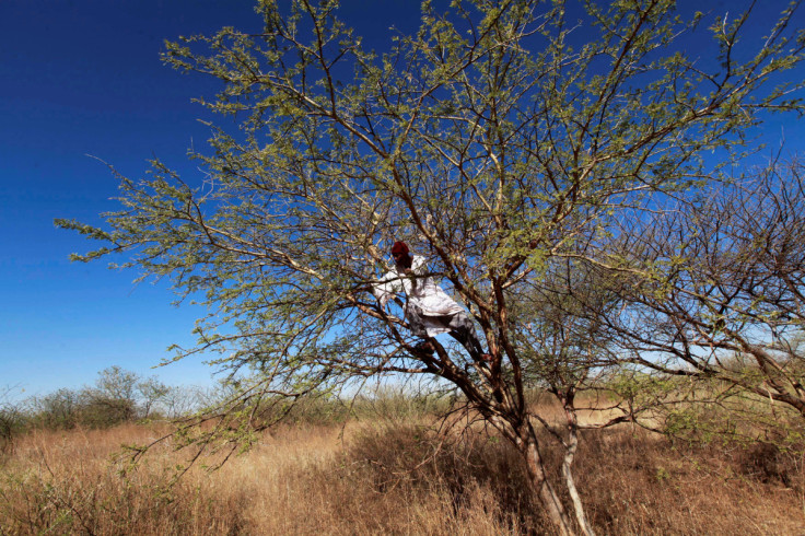 A farmer climbs on an Acacia tree to collect gum arabic in the western Sudanese town of El-Nahud