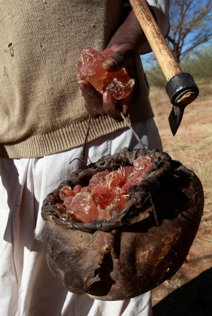 A farmer carries collected gum arabic from an Acacia tree in the western Sudanese town of El-Nahud