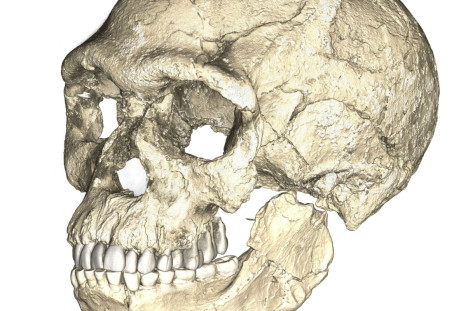 A composite reconstruction of the earliest known Homo sapiens fossils from Jebel Irhoud in Morocco is shown in this handout photo