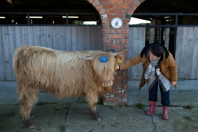 The Highland cattle are a draw for visitors to Dumble Farm near Beverley in northern England