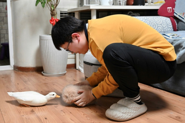 Zhang Yachun playing with her AI-powered robot named Aluo and pet duck Nana at her home in Beijing