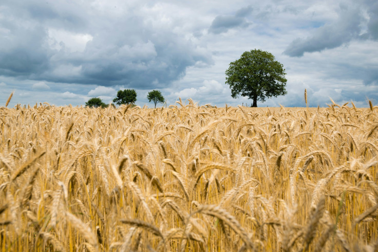 Brown Field Photo. Representational Image.