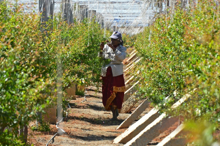 Agriculture, which accounts for roughly 15 percent of India's economy, is one area ripe for AI
