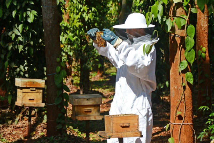 A worker at agritech startup BeePrecise, where a team has developed AI monitors measuring the health of beehives