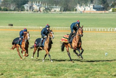 How the UAE Built a Reliable Stable of Racehorses